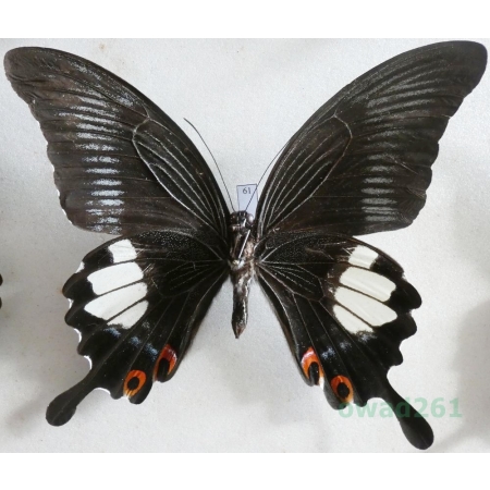 Papilio iswara White, 1842 reverse Indonesia, Java 116mm61